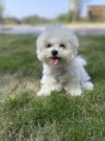 Xingfu/幸福(Happy)