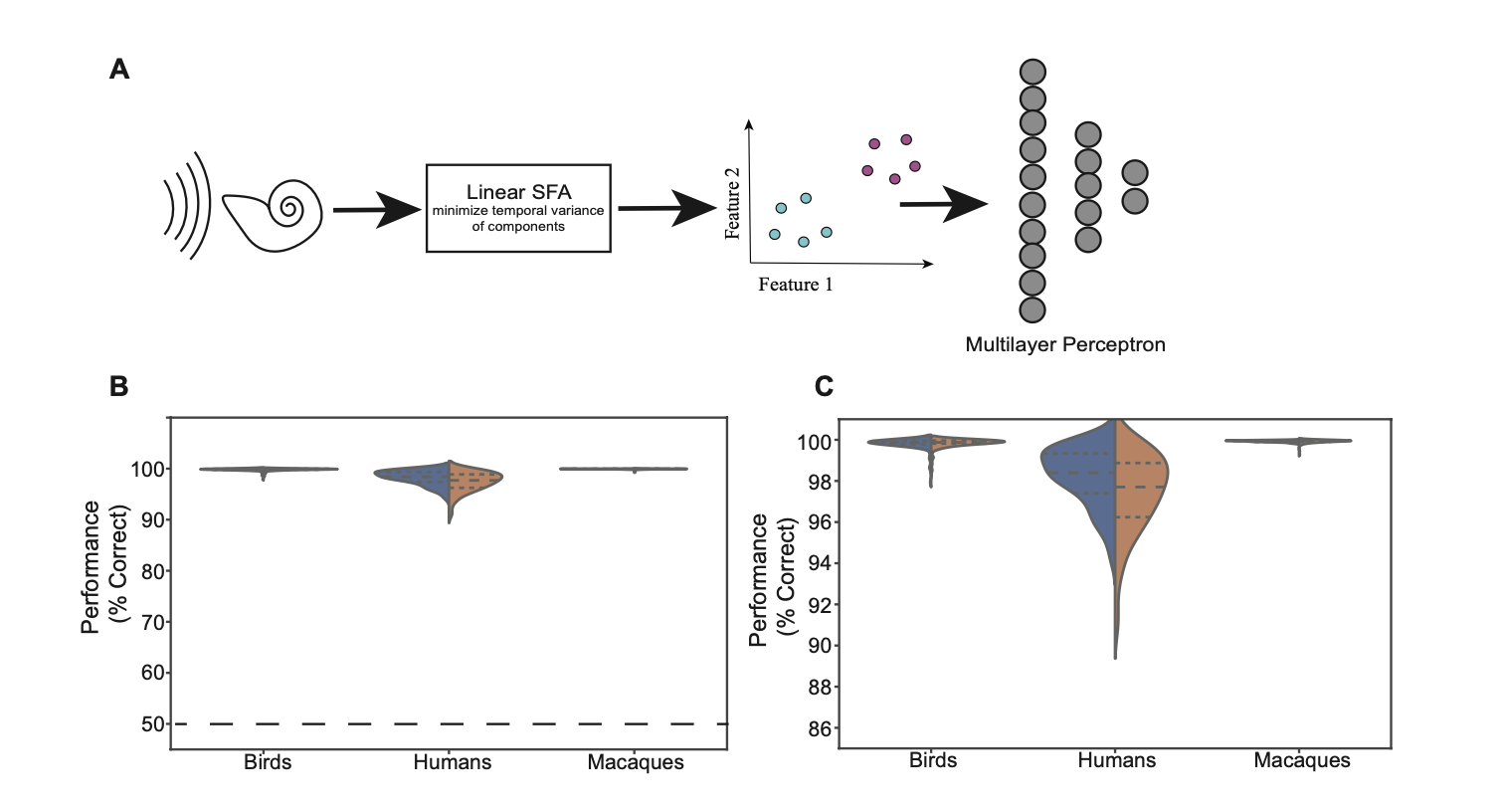 (A) Our pipeline: Sounds are processed by a cochlear model, analyzed by Linear SFA to extract slow features, and classified by a simple Multilayer Perceptron. (B) The model achieves near-perfect accuracy (>95%) across Bird, Human, and Macaque datasets.